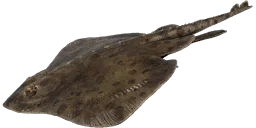 Скат полярный