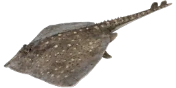 Скат колючий
