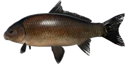 Буффало чёрный