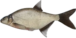 Лещ