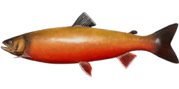 Голец Куорский
