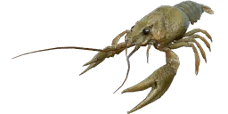 Рак речной