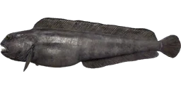 Зубатка синяя