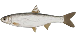 Елец