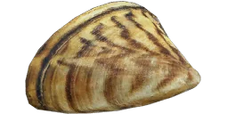 Дрейссена речная
