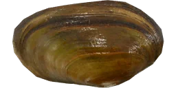 Перловица