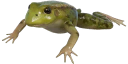 Лягушка
