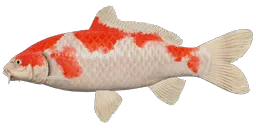 Карп Кои Кохаку