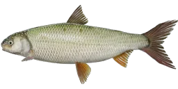 Кутум