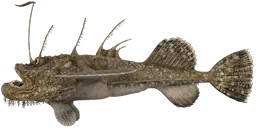 Морской чёрт