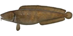 Менёк