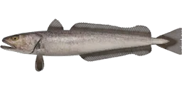 Мерлуза