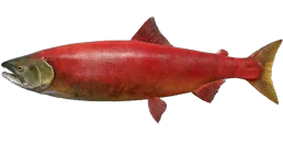 Нерка