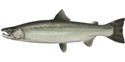 Сима
