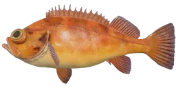 Окунь морской норвежский