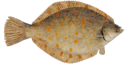 Камбала морская