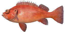 Окунь морской золотистый