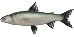 Сиг куорский