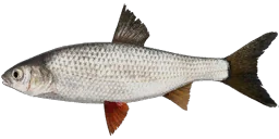 Елец сибирский