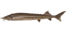 Стерлядь сибирская