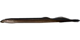 Минога трёхзубая