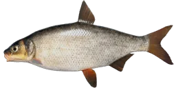 Рыбец