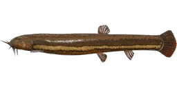 Вьюн