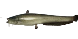 Сом