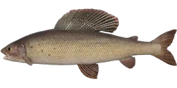 Хариус западносибирский